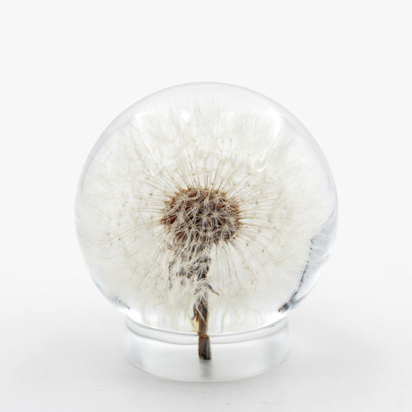 Resin Dandelion