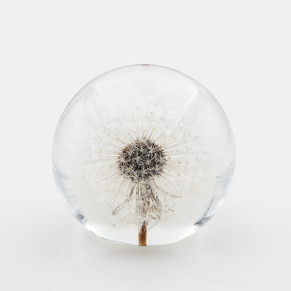 Resin Dandelion - Image 2