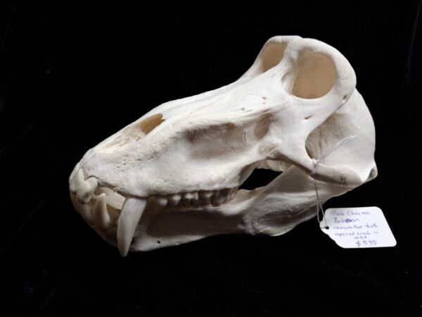 Skull - Baboon (some teeth remodelled)