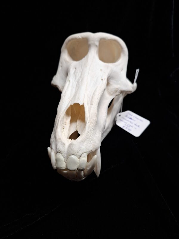 Skull - Baboon (some teeth remodelled) - Image 2