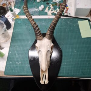 Mounted Ready to Hang - Blesbok Skull