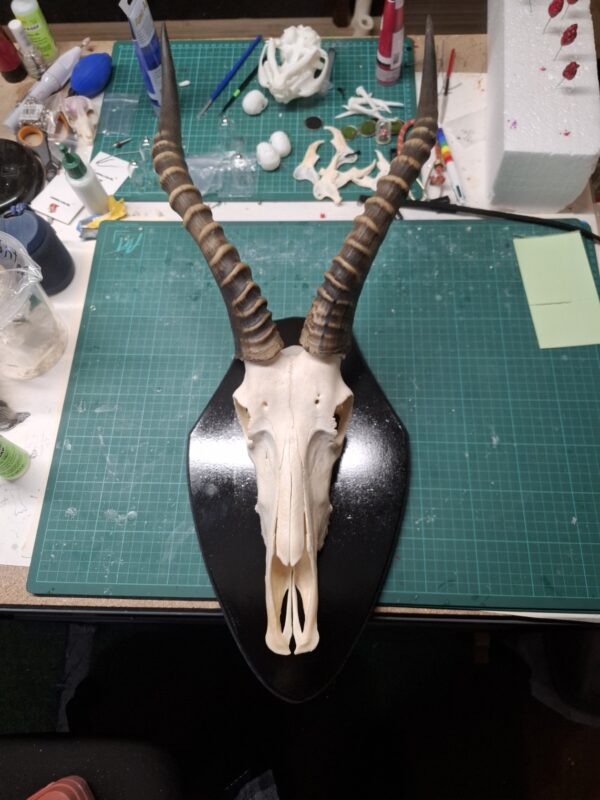 Mounted Ready to Hang - Blesbok Skull