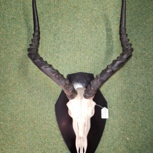 Mounted Ready to Hang - Impala Skull