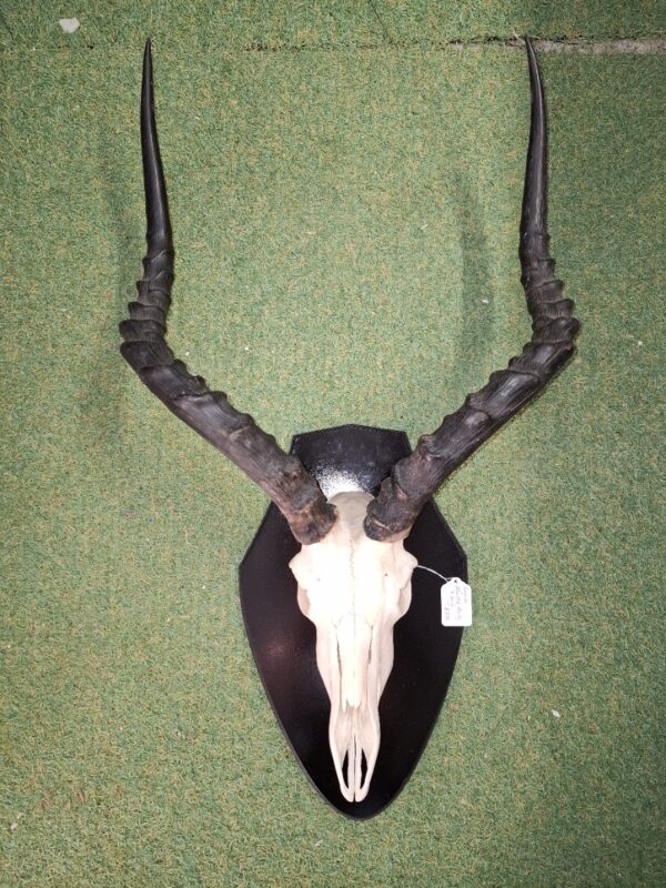 Mounted Ready to Hang - Impala Skull