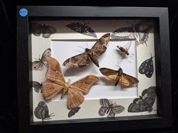 Framed Moth Collection