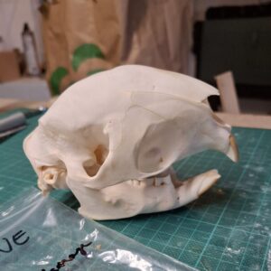 Skull - Porcupine - Adolescent, minor damage