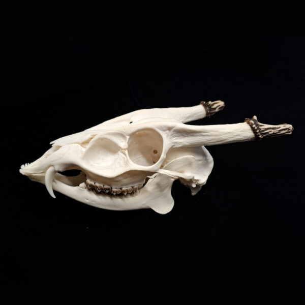 Skull - Reeve's Muntjac - A- grade, broken antler