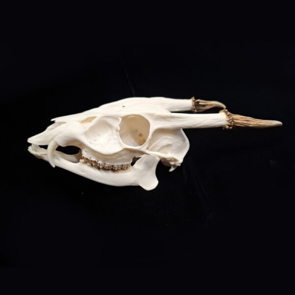 Skull - Reeve's Muntjac - A grade