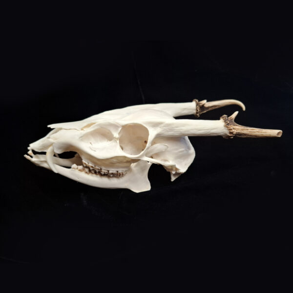 Skull - Reeve's Muntjac - A grade, tooth pathology