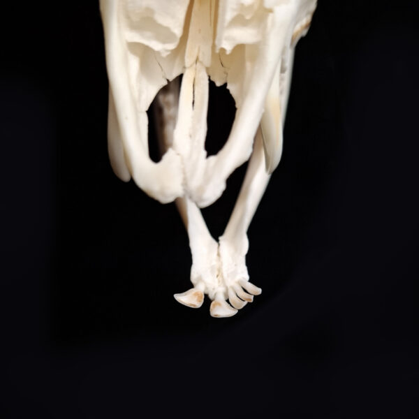 Skull - Reeve's Muntjac - A grade, tooth pathology - Image 2