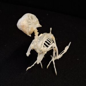 Full Skeleton - Budgerigar "Chappie"