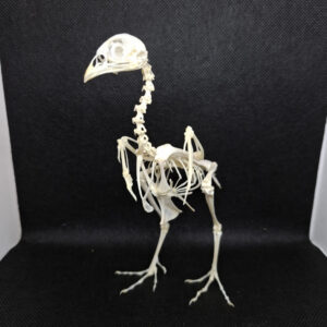 Full Skeleton - Quail