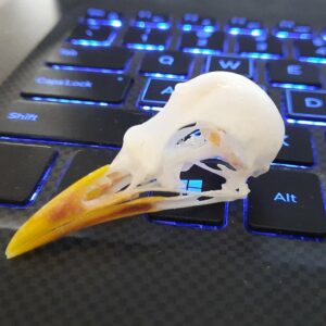 Mynah Skull