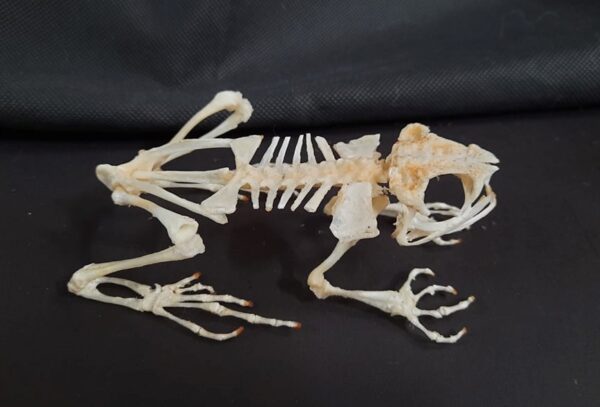 Java Giant Frog Skeleton