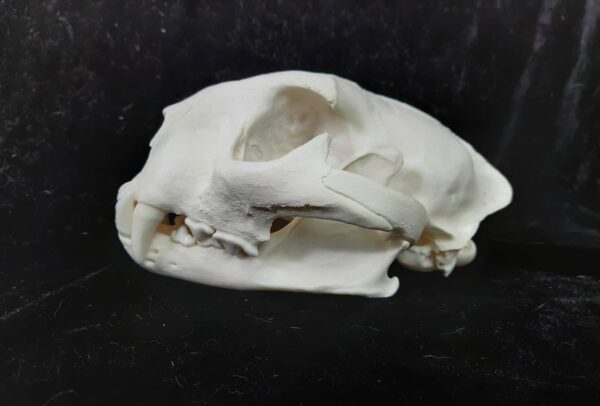 Skull - Cougar (Puma concolor couguar)