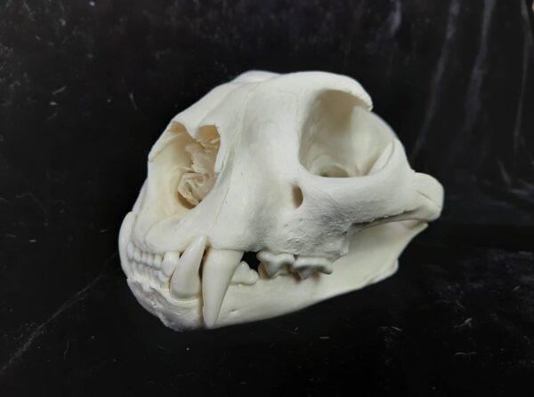 Skull - Cougar (Puma concolor couguar) - Image 2