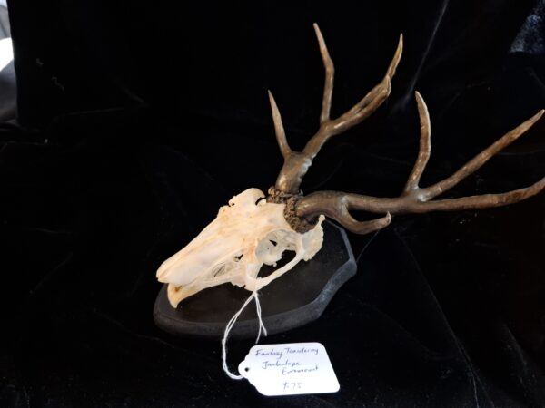 Skull - Jackalope Euro Mount - Image 2