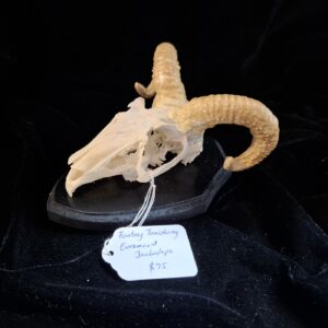 Skull - Jackalope Euro Mount