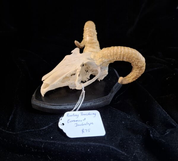 Skull - Jackalope Euro Mount