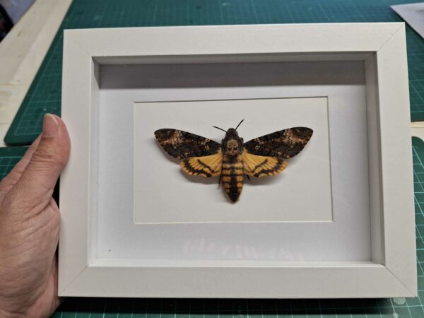 Framed Death's Head Hawkmoth