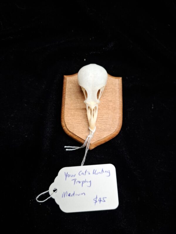 Your Cat's Hunting Trophy - Image 4