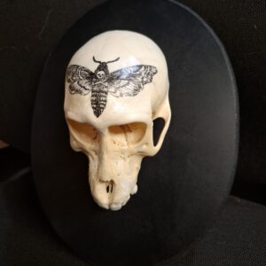 Mounted Ready to Hang - Death's Head Baboon Skull