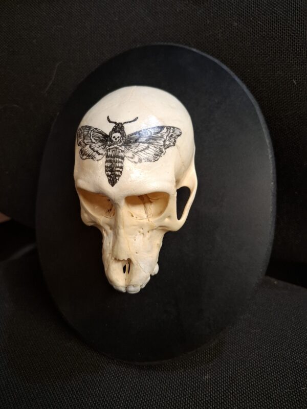 Mounted Ready to Hang - Death's Head Baboon Skull