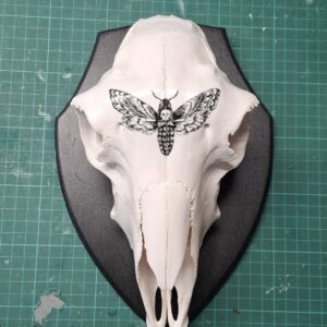 Mounted Ready to Hang - Death's Head Sheep Skull