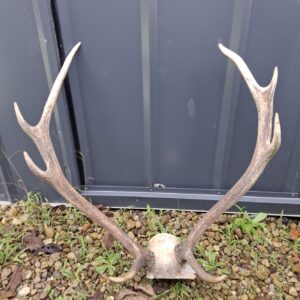 Nice Rack! Craft Antlers