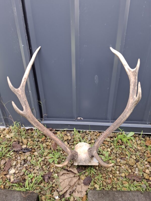 Nice Rack! Craft Antlers