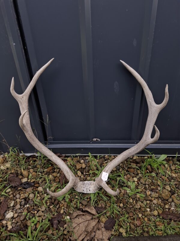 Nice Rack! Craft Antlers - Image 3