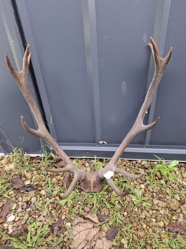 Nice Rack! Craft Antlers - Image 4