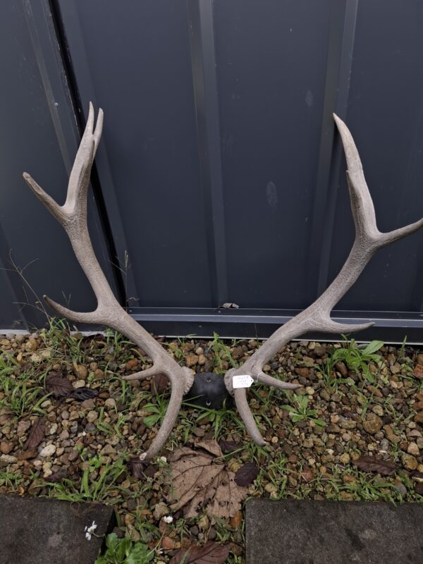 Nice Rack! Craft Antlers - Image 5