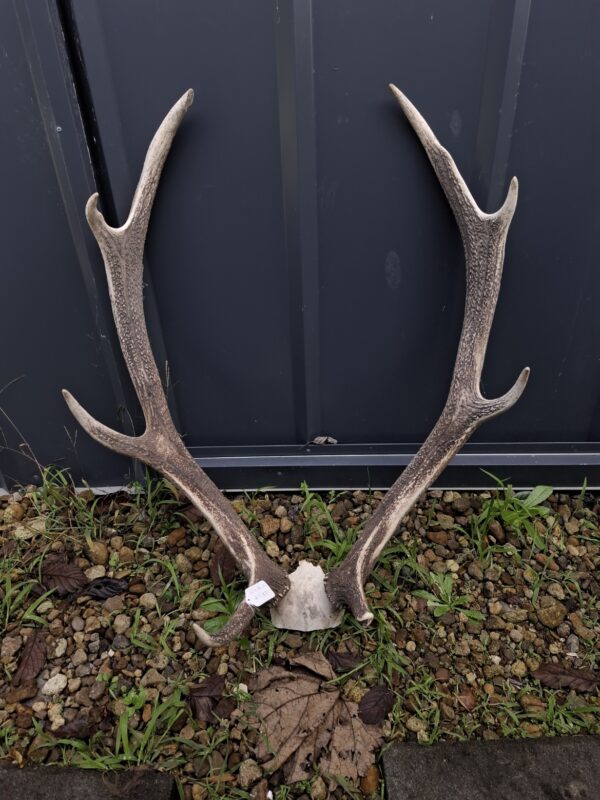 Nice Rack! Craft Antlers - Image 6