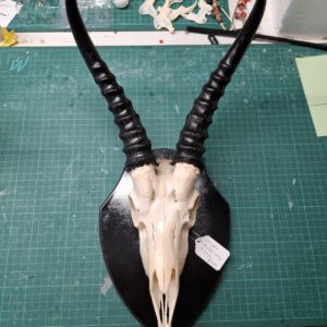 Mounted Ready to Hang - Springbok Skull
