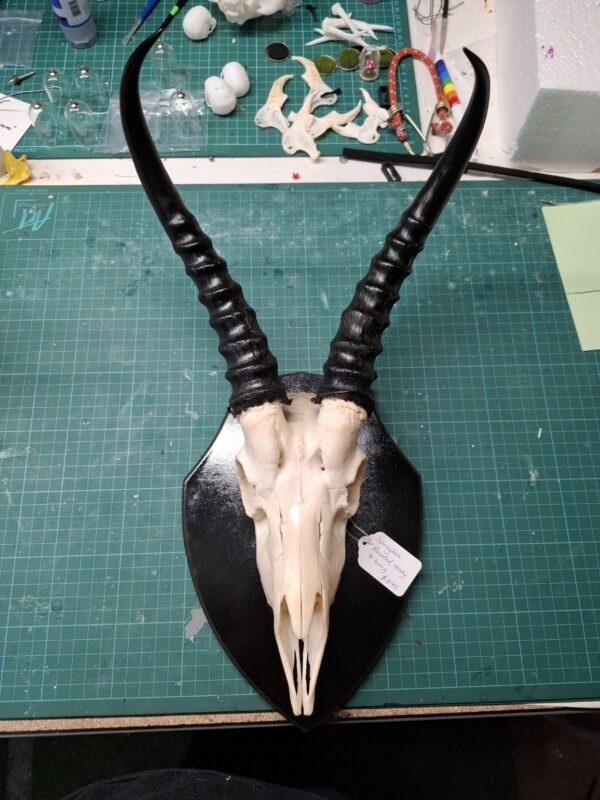 Mounted Ready to Hang - Springbok Skull