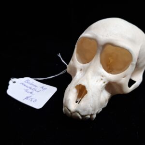 Skull - Baboon (no jaw, remodelled teeth)