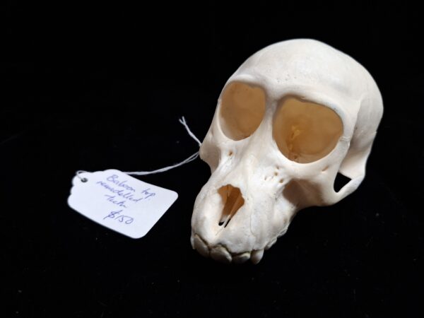Skull - Baboon (no jaw, remodelled teeth)
