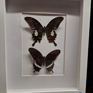 Framed Butterfly Collection - Dark