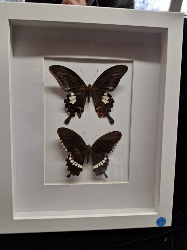 Framed Butterfly Collection - Dark