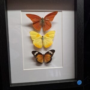 Framed Butterfly Collection - Yellow/Orange