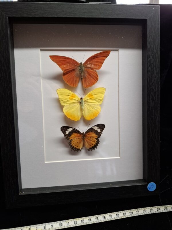 Framed Butterfly Collection - Yellow/Orange