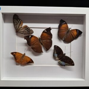 Framed Butterfly Collection - Orange/Dark