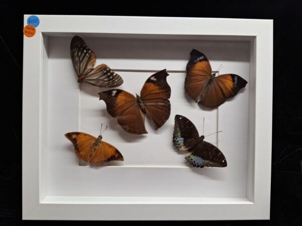 Framed Butterfly Collection - Orange/Dark