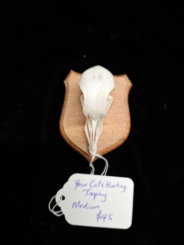Your Cat's Hunting Trophy - Image 5