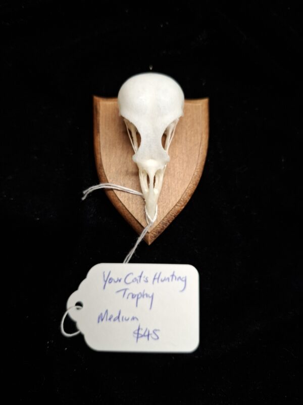 Your Cat's Hunting Trophy - Image 6