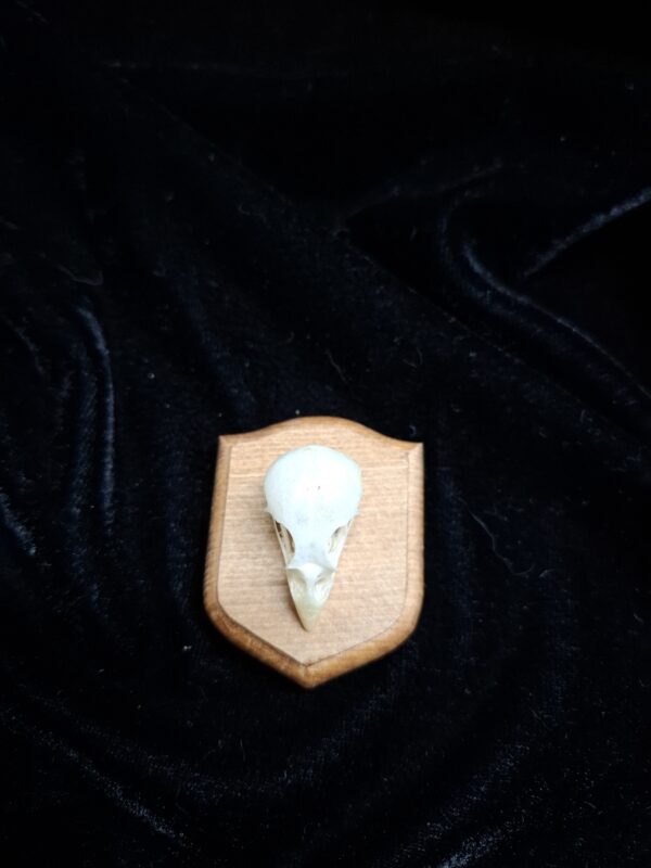 Your Cat's Hunting Trophy - Image 8