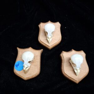 Your Cat's Hunting Trophy