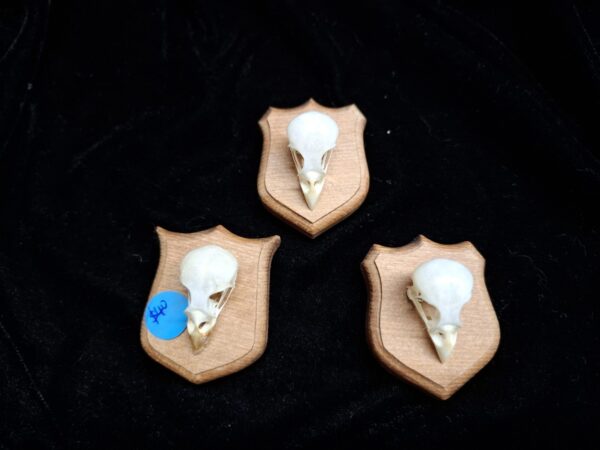 Your Cat's Hunting Trophy