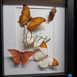 Framed Butterfly Collection - Orange/White